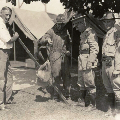 Protection of American Interests